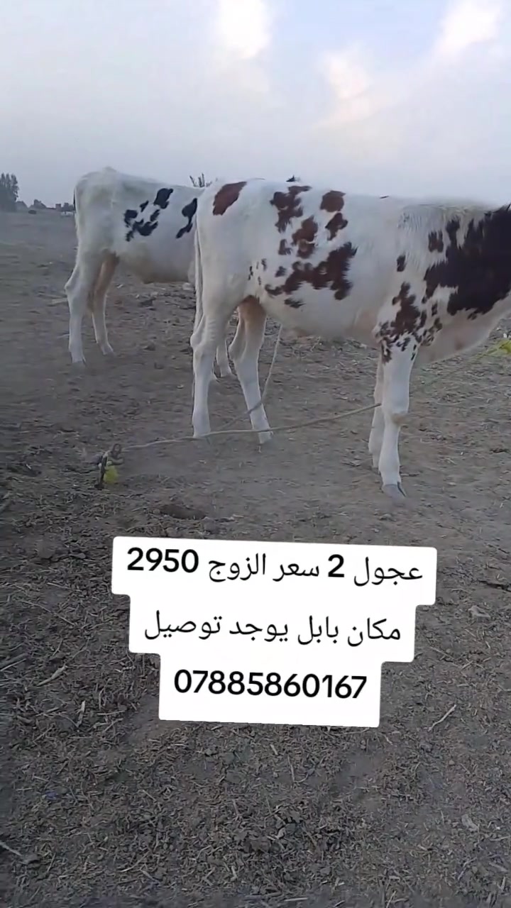 عجول • بابل • توصيل