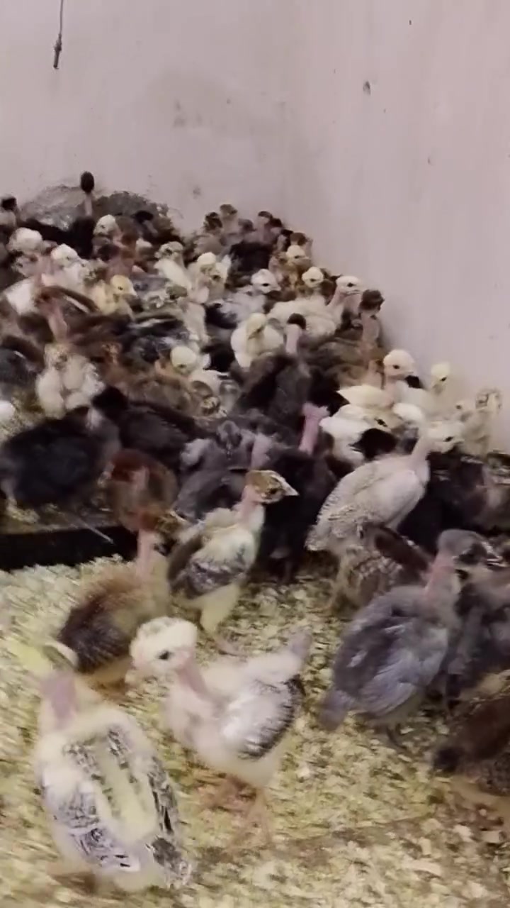 متاح افراخ ابو ركيبه شرط الصحه والنضافه العمر 25 يوم  ملقحات لقاح ثلاثي غير متواجد على الخاص الاتصال على الرقم او على الواتساب العنوان كركوك ‏‪***********‬‏
