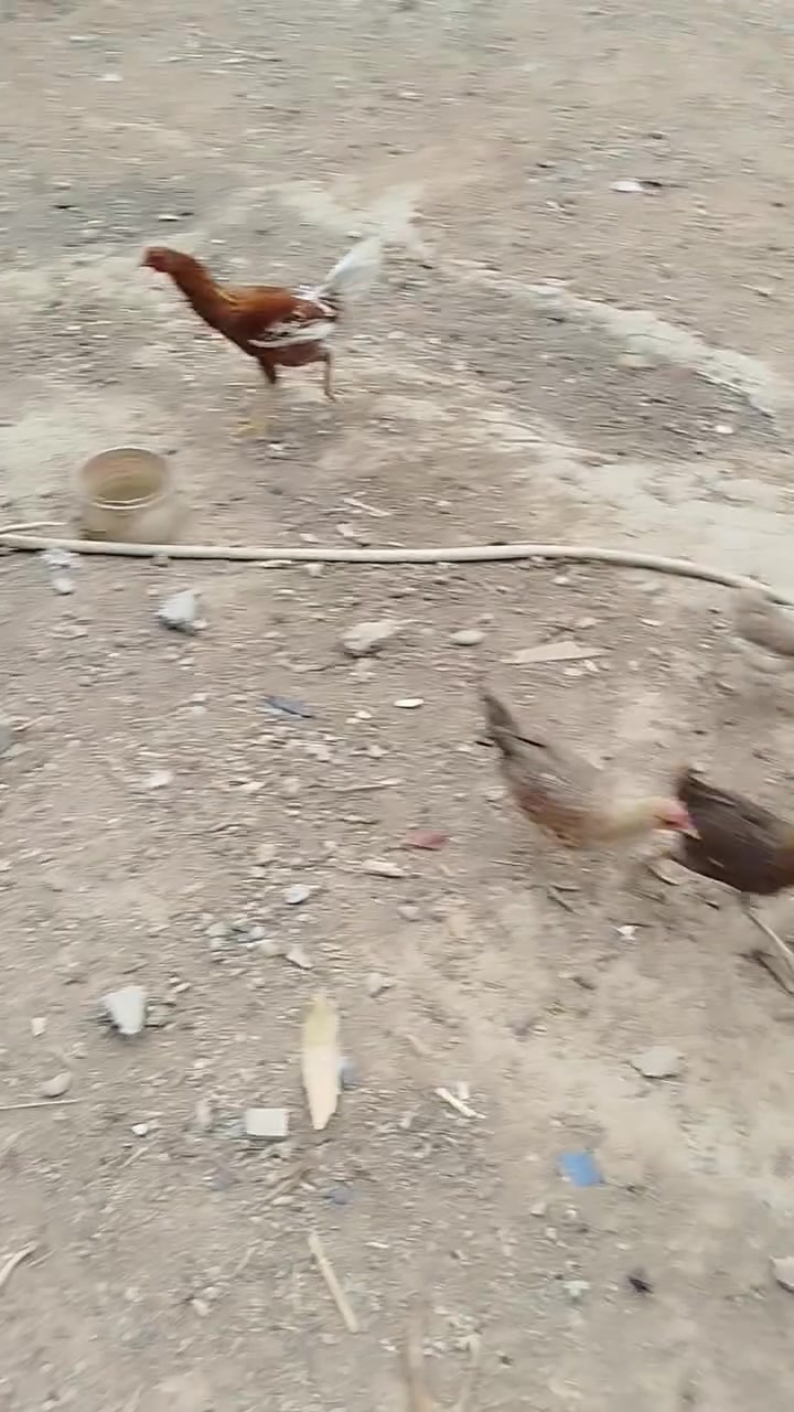 للبيع • شوين سمود