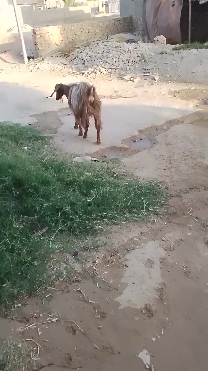 عنز للبيع ام ثاني وراها صخله حلوه
سعرها(360)المكان حديثه مقابيل الذاعه 
رقم الهاتف/***********
