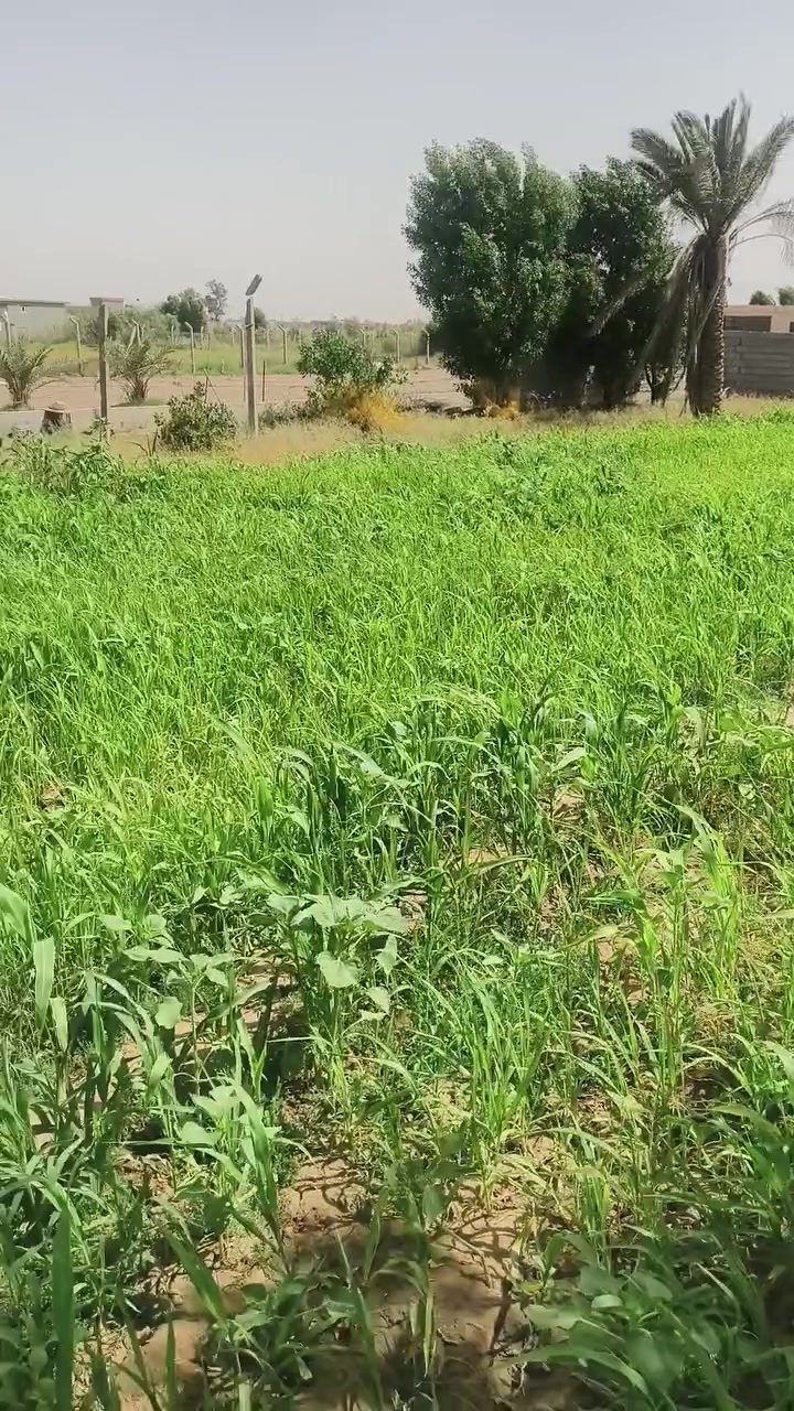 السلام عليكم مزرعه للبيع عل شارع النهر مباشر ومخدومه وكاع حلوه خلف المطحنة  وماء وكهرباء وجميع خدمات وتبليط فارشين سبيس وطابوووطابووو ٢٥باسمي مباشرة احوله باسمك تصلح منتجع او مكان ترفيهي راح يبلطون وكاع كلش حلوه متوازي كلش عل بيع جوه السوك*********** تريد نص دونم تريد دونم كله

نص مكتوب في الصور:
- ضبط عنوان المنزل المطاعم الفنادق وق طريق الرشدية دبوس مثبت سعد نايف ابو حيدر اليساري مزارع ابو زياد مجمع سيدة نساء العالمين ع السكني موكب وحسينية أم البنين مطحنة الأبداع الاهليه Google Maps