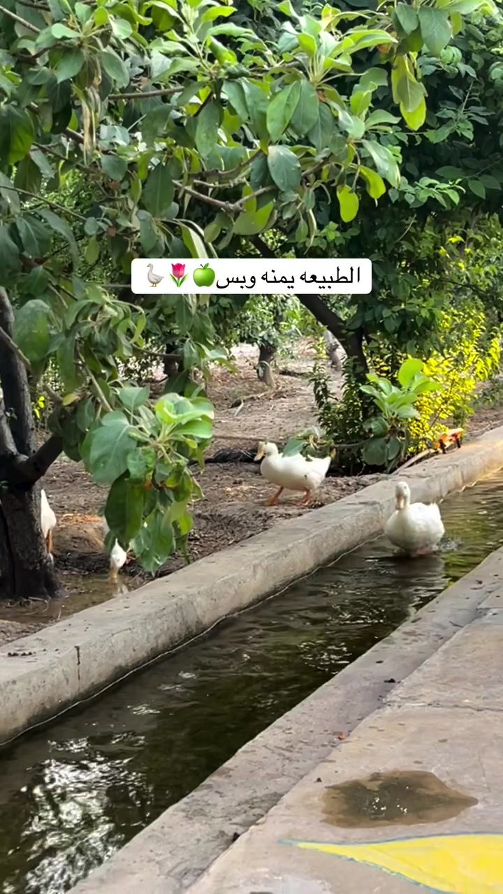 تحبون مزرعه بيها طبيعه تعالو يمنه 😊واهلا وسهلا بيكم 
موقعنا بلد 
للحجز***********
