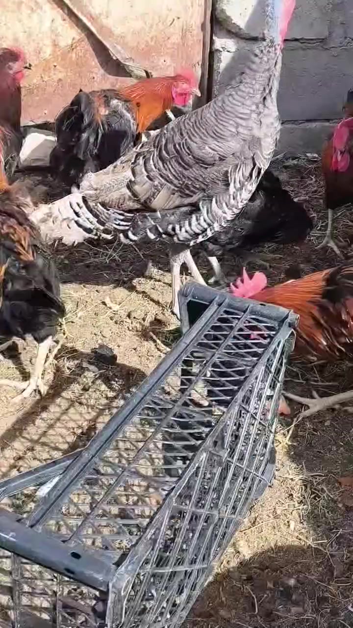 ديوك • عرب • حديثه شيخ حديد