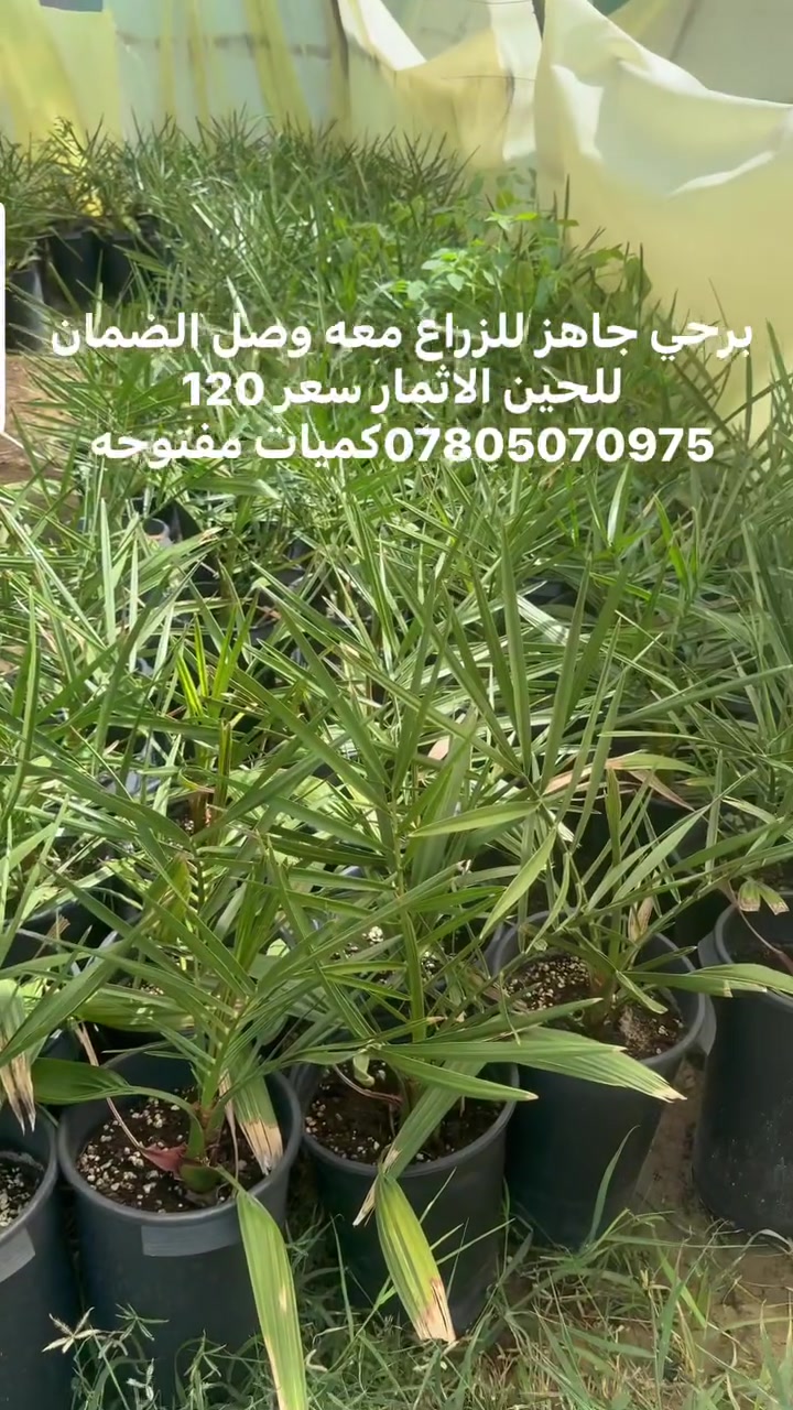 يتوفر برحي نسيجي جاهز للزراع معه وصل الضمان للحين الاثمار سعر 120 الف كميات مفتوحه الاتصال على *********** 
***********
