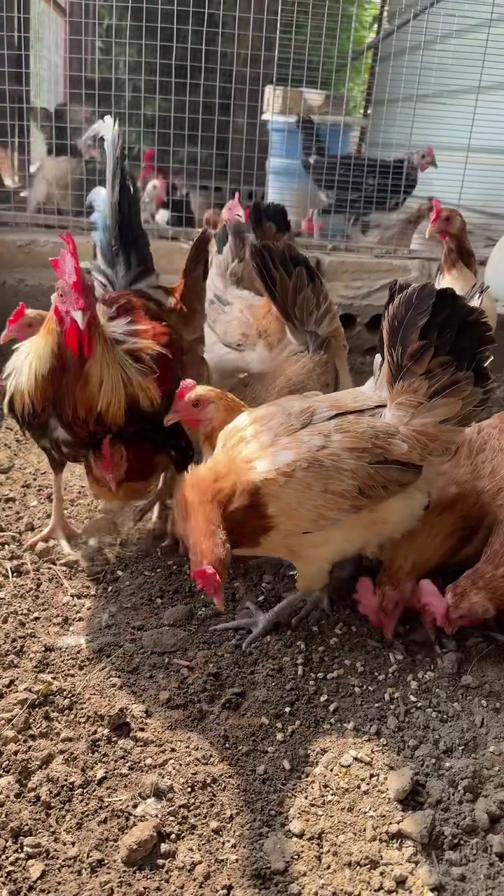 بيض خط أول • شد ٨٠٪ • بابل محاويل