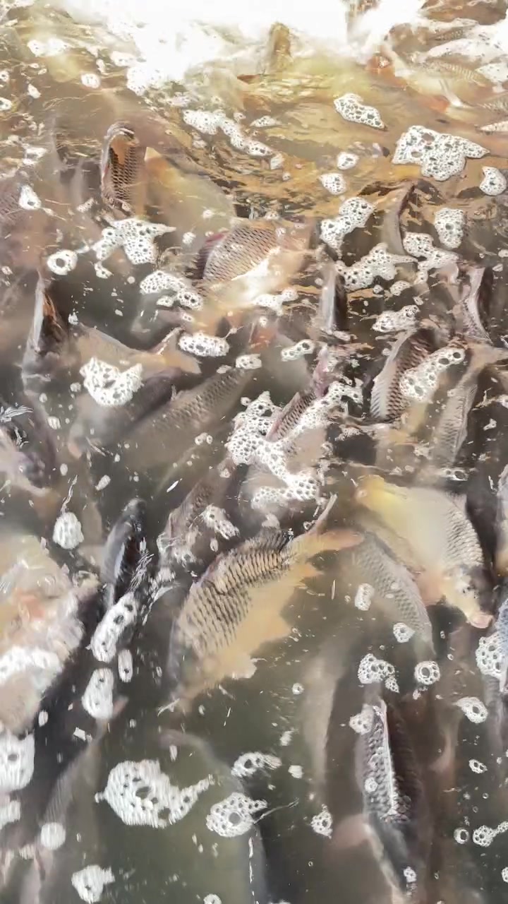 🐟 علوة أسماك القاسم
سمك شوي وقلي متوفر عدنا
الكيلو ٤ آلاف دينار

📍 مقابل كوفي أجواء، مجاور مجمع النيزك
🛵 يوجد لدينا توصيل داخل القاسم فقط
🔥 يوجد لدينا شوي

بإدارة حسين العكيلي

‭***********‬

