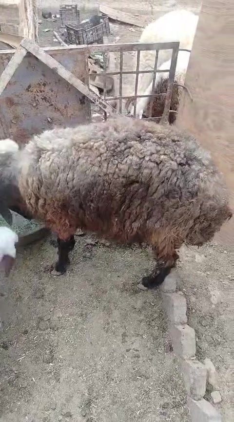 زوج نعاج • الانبار حديثه • فارغ