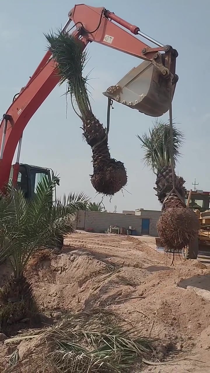 تجهيز النخيل • البصره أبي الخصيب • أبو أمير
