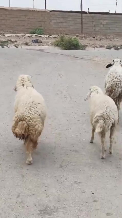 بسم الله ما شاء الله
#طليان فحل وفطيمه خشنات يرهمن ارباط وكصابه +نعجه سمينه اكصابه

#صخله حلوه وشرط الصحه ضعيفه ومناسبه

#كشتير حلو وخشن يرهم ارباط وكصابه

#المكان واسط الشحيميه قريه ١٠ /***********

#ملاحضه اخوان اشتري جميع المواشي وشتريد من ذبايح مال مناسبات مال ارباط عندي
#علق أب تم وتابع الحساب يوصلك كلشي جديد @إشارة
