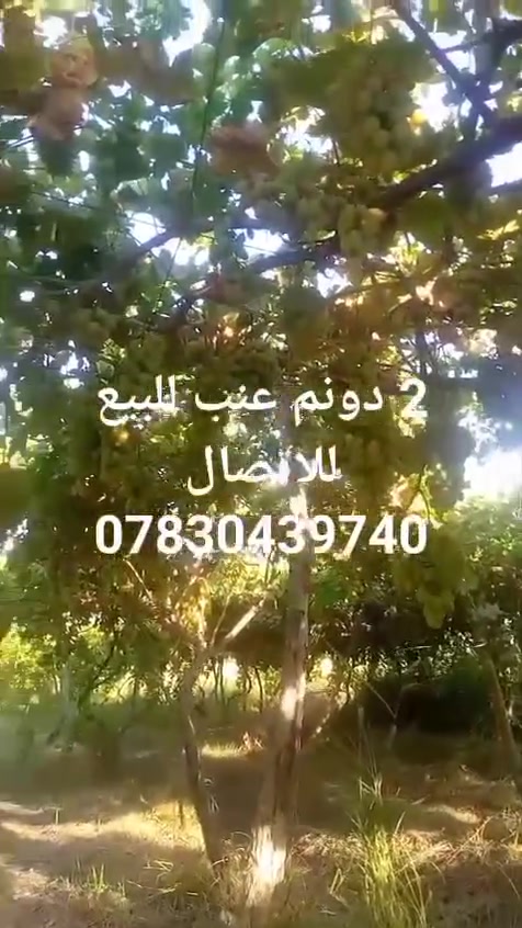السلام عليكم ورحمة الله وبركاته .
أرض طابو زراعي سند ٢٥ للبيع في منطقة العلاك على جهة البحموسه تبعد عن الشارع العام الحمزة - شوملي 1كم . وعن الشارع الفرعي المبلط اقل من ٤٠٠ متر مع توفر مياه سقي بكثرة مع اساله وكهرباء . للاستفسار عن السعر الاتصال على الرقم *********** او ***********
