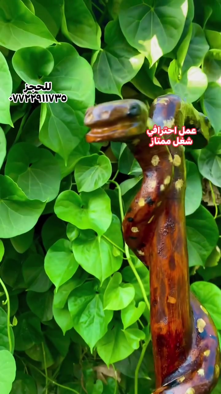 أو باكورة تراثية بتصميم الأفاعي الملتفة 🪄🐍✨

​الخامة الأساسية: مصنوعة من أجود أنواع الأخشاب الطبيعية المتينة 🪵🌳

​التصميم: منحوتة بدقة يدوياً لتجسد شكل أفاعٍ تلتف برشاقة حول الجسم الخشبي مع تفاصيل رأس مزدوج بارز 🐍🎨

​النقش والزخرفة: مطعمة بتنزيل نحاس دقيق ومرتب بعناية يضفي لمعة وفخامة على تفاصيل الأفاعي ⚜️💛

​التغليف واللمسات: معالجة بصبغات خشبية طبيعية تبرز جمال عروق الخشب ولمعانه المميز 🪵💎

​✨ للإستفسار والحجز، يرجى مراسلة الصفحة أو الاتصال على الرقم: *********** 📞💬🛍️
#اكسبلورexplore
