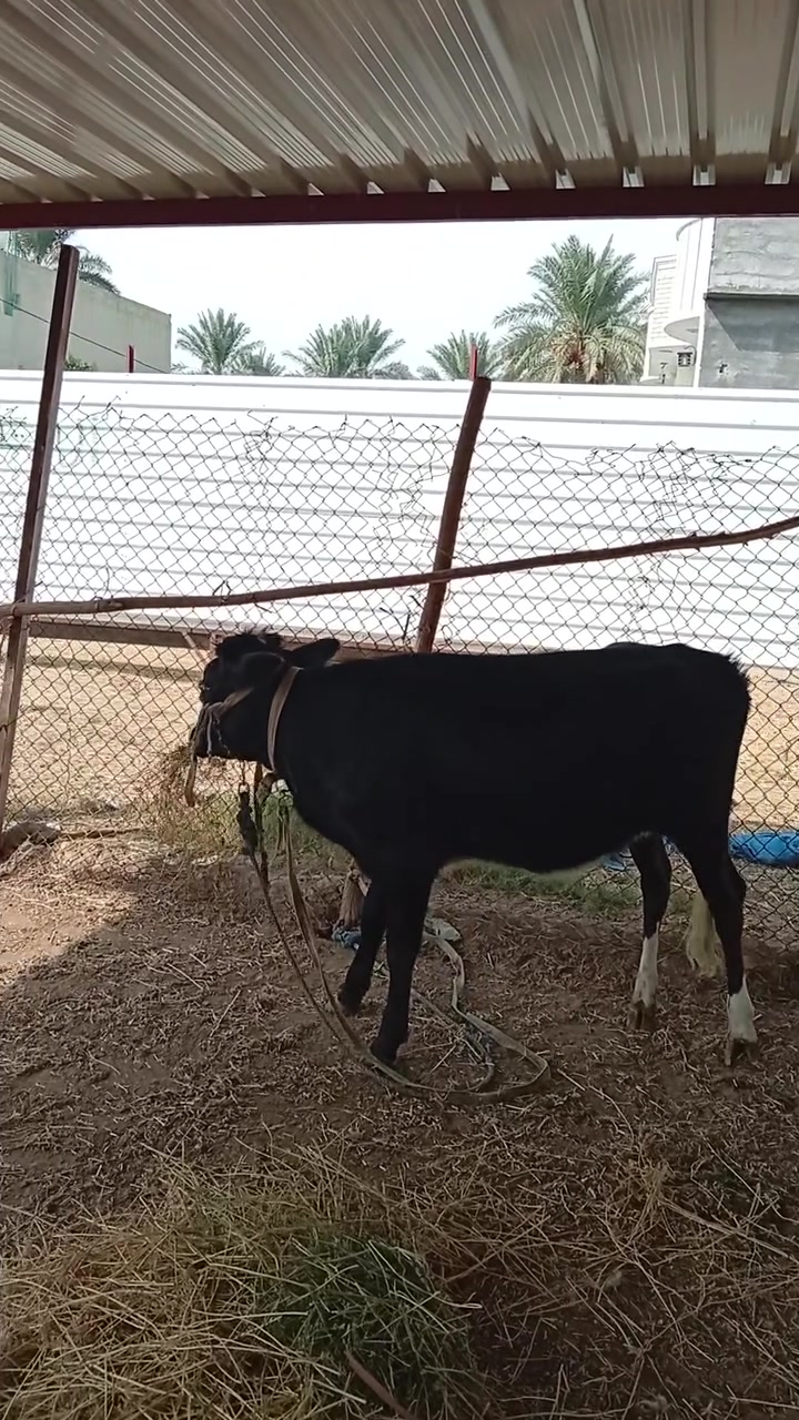 السلام عليكم اخوان بجر للبيع مثل ماموضح عدكم البجر مال جني حرامات اگصابه امه خوش ابگره ريده ب 1550وبيه شوفه لليجينه العنوان الشيخ حمد قرب جامع الشيخ حمد هذا رقمي وبي واتساب ***********. وحياكم الله
