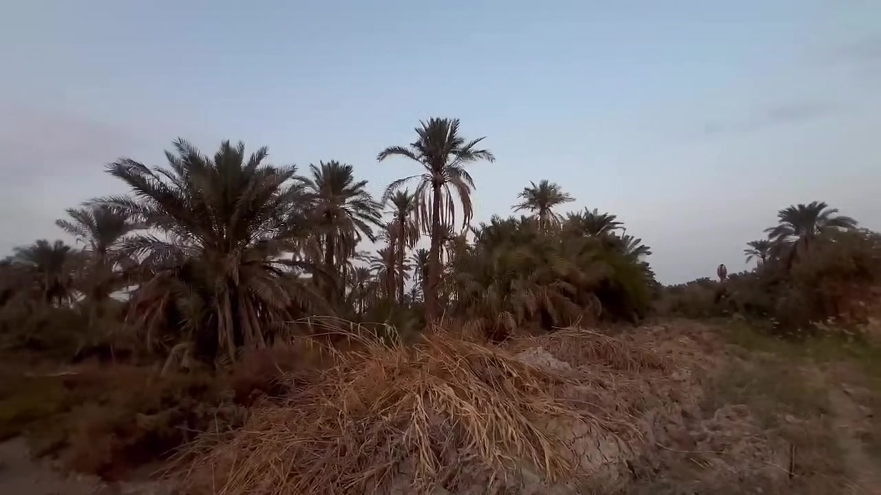 بستان • عقود زراعيه • سديناويه