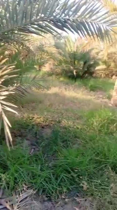 بستان البيع زراعي المساحه دونم وربع بي 80 نخله المكان اسديناويه يم مدرسه التعاون على شارع التبليط الشراي يتصل على الرقم ***********
