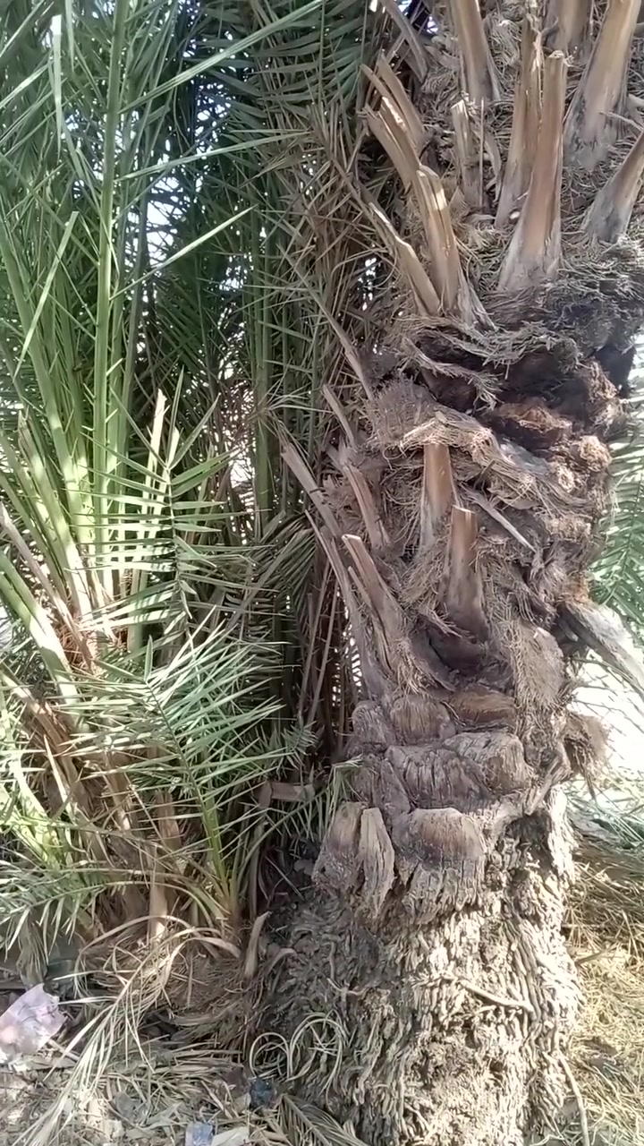 فسائل
مكاوي 

***********

