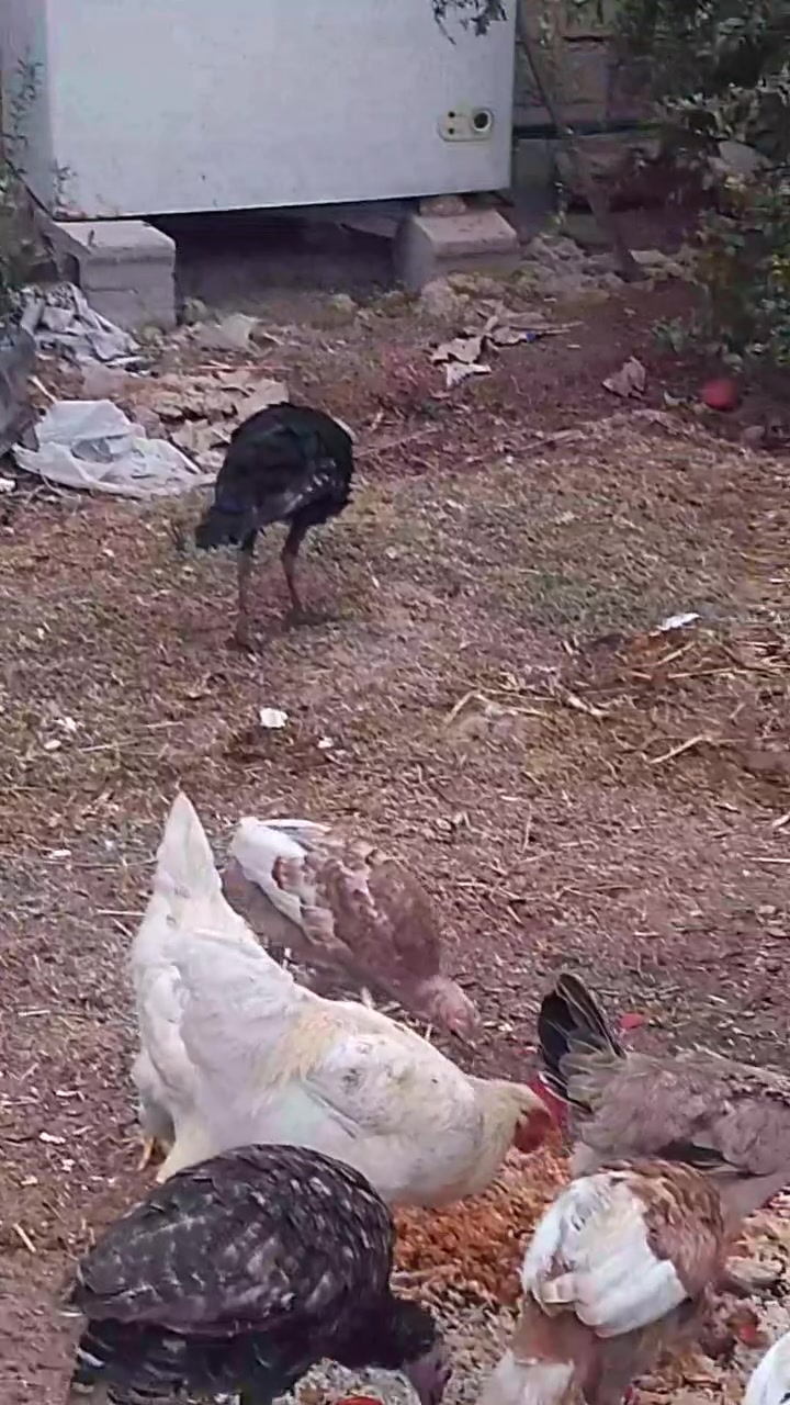 شيش • العدد٧ • مستعمل سنه