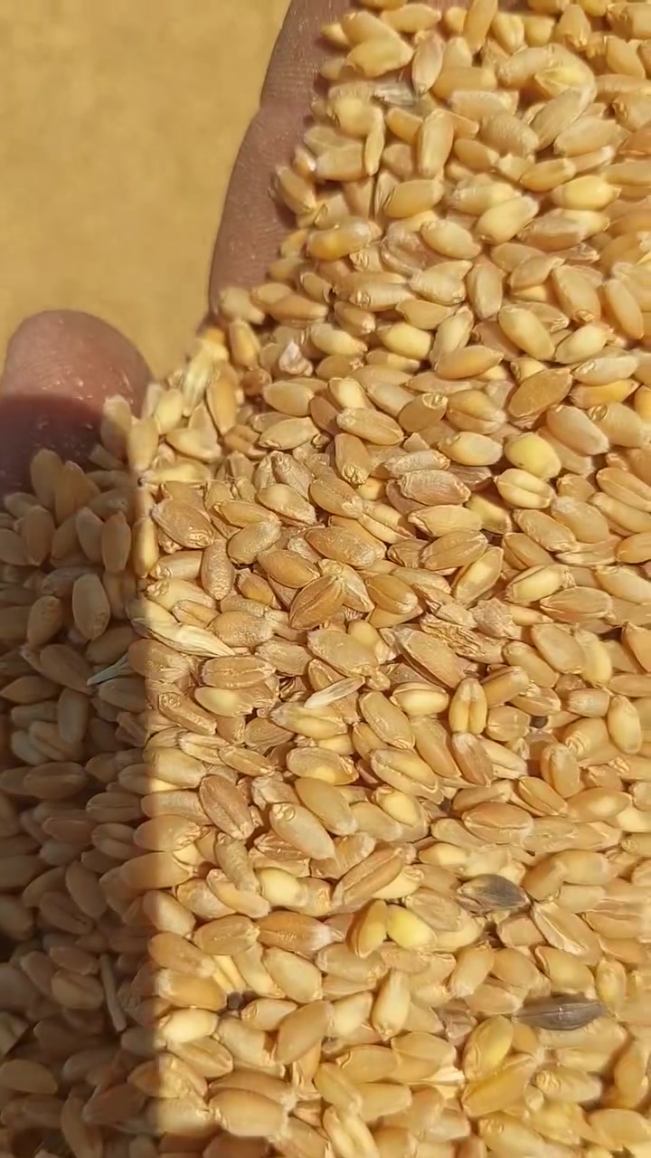 السلام عليكم وصول حنطه ديميه شرط الخبز سعر الطن الواحد ٣٦٥الف الكميه ٩٣طن المكان القائم الشراي يتصل على رقم ***********
