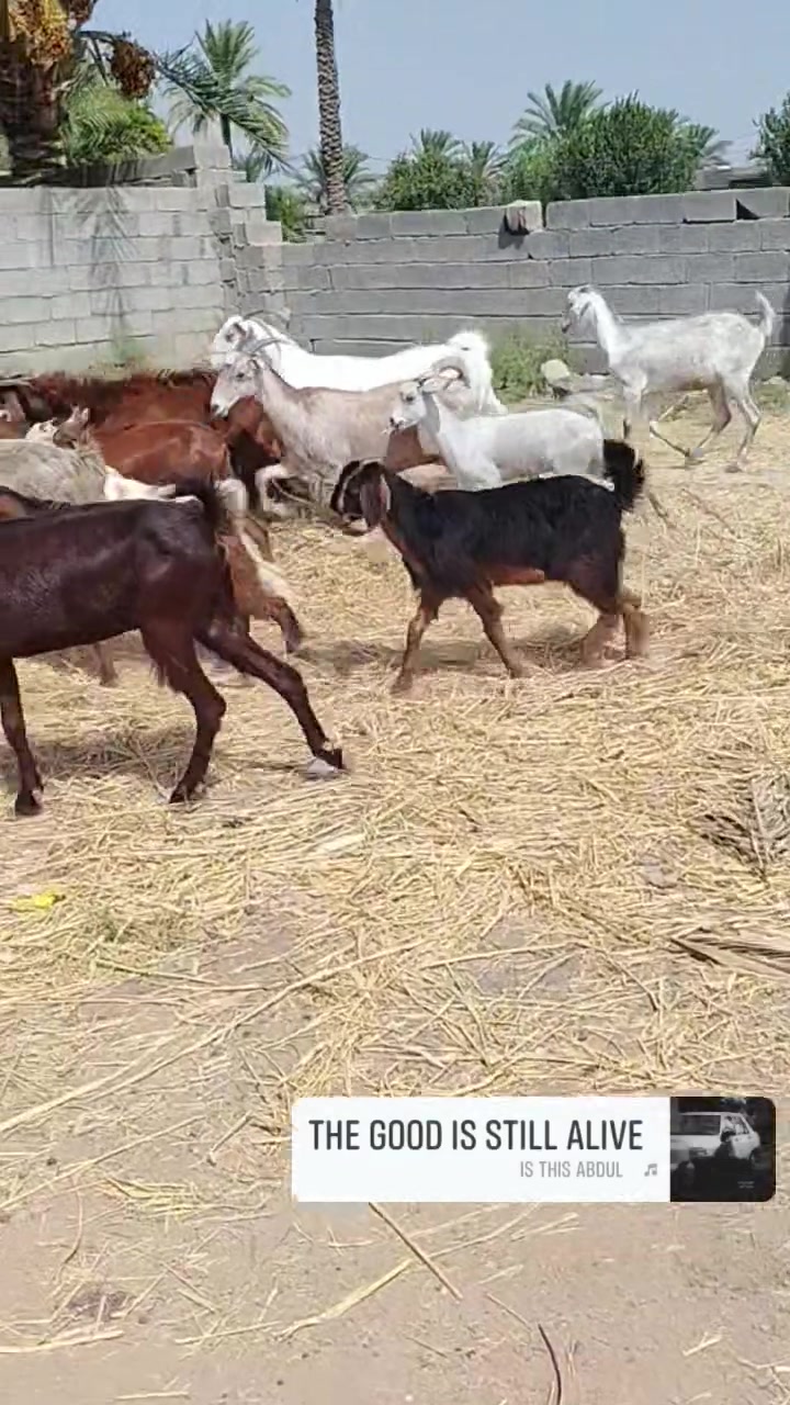 السلام عليكم عنوز مطافيل اوعشر سن اوشطر هاتف ***********  ابو غريب
