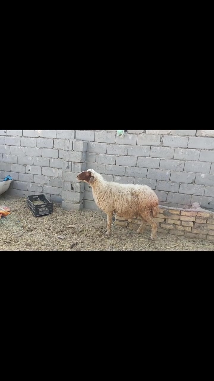 فول ومكفول • الفهود