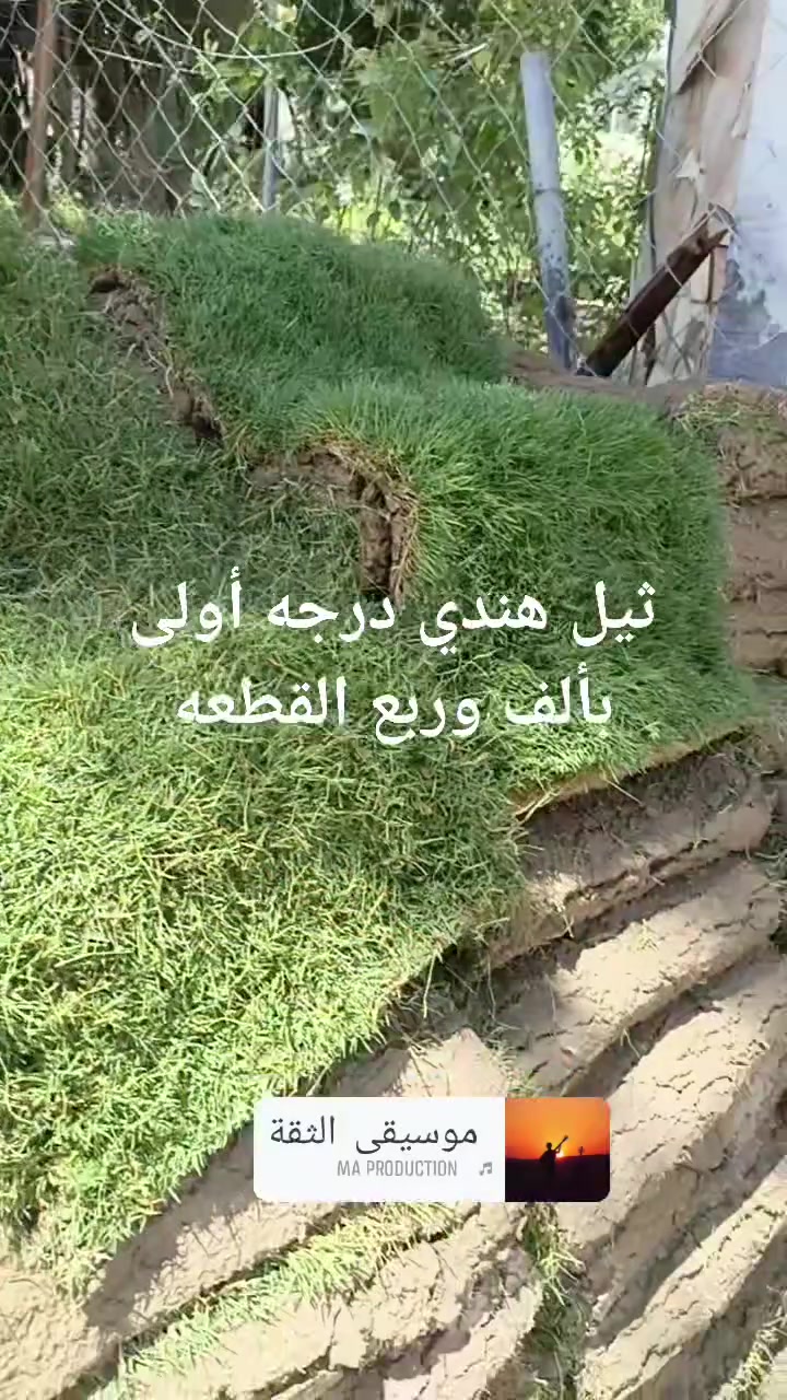متابعه للحساب علمود يوصلك كلشي جديد
متوفر ثيل هندي درجه أولى 
القطعه 1250
توصيل موجود 
مشتل ورد الصباح
عنوانه بابل طريق حمزه شوملي قرب فرع الزبار
***********
***********
متوفر كافه الأشجار
والسنادين
