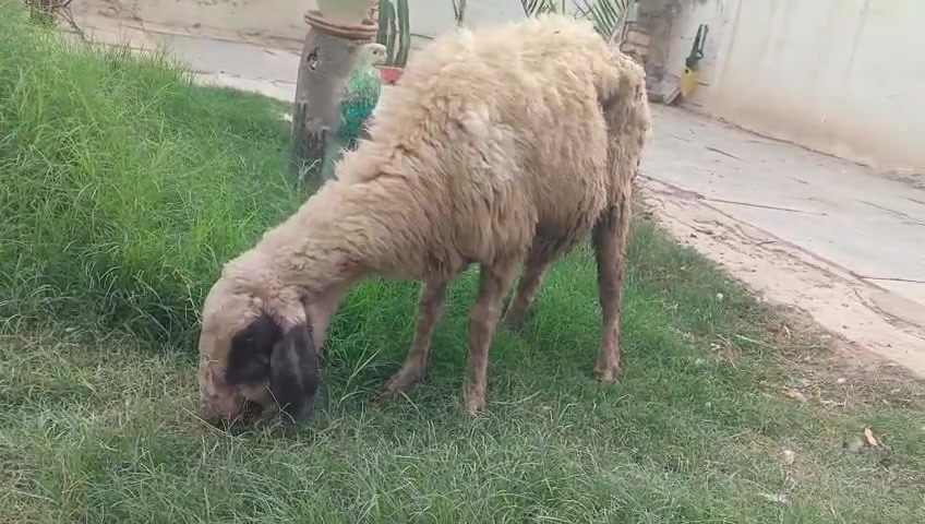 نعجه • للبيع • حي البتول