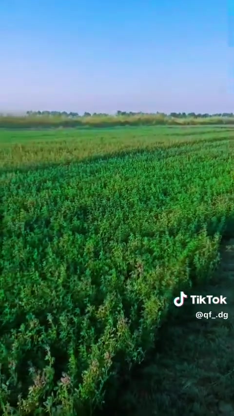 دوانم • العيساويه • مي وكهرباء