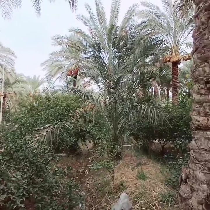نصف دونم • بغداد الراشديه • طابو زراعي