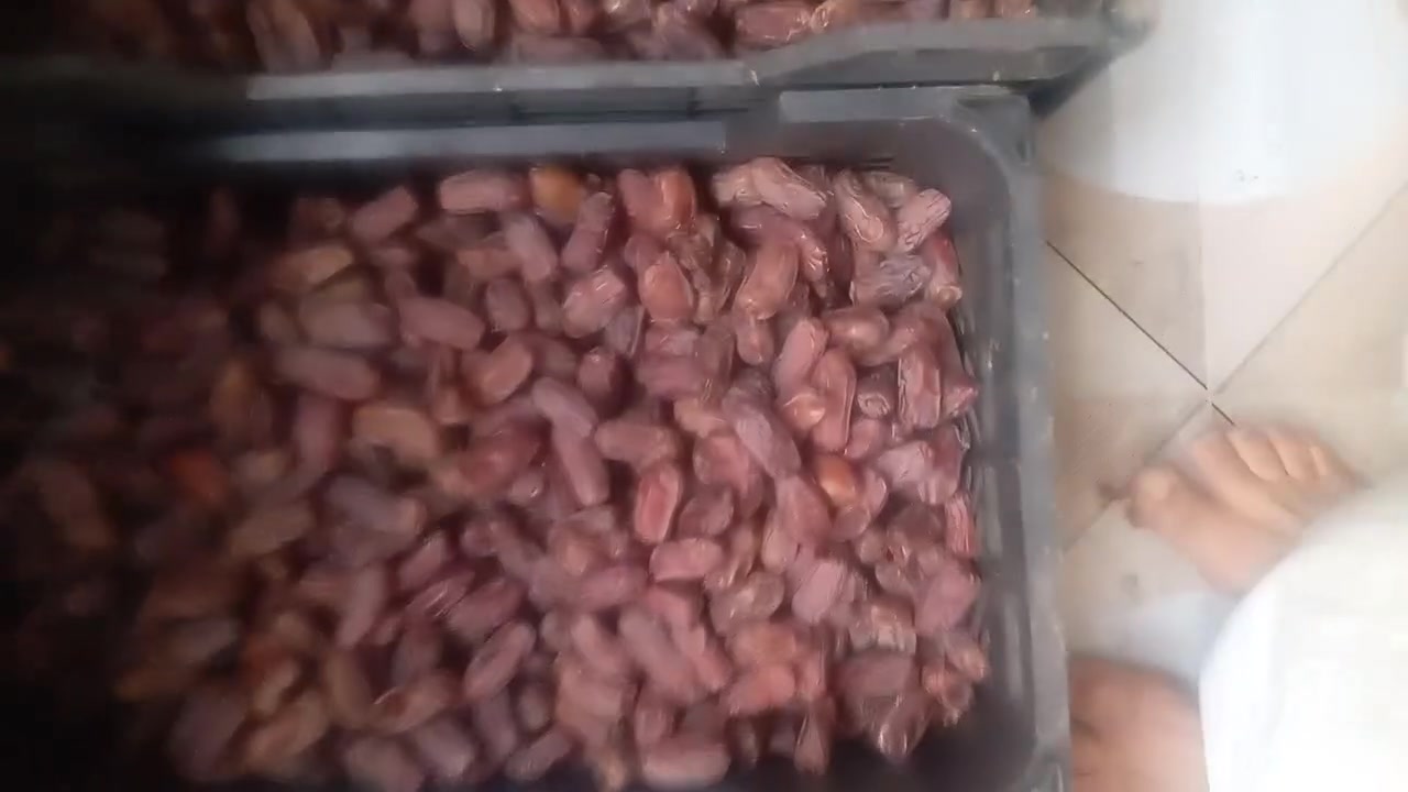 فسائل • تمور • توصيل