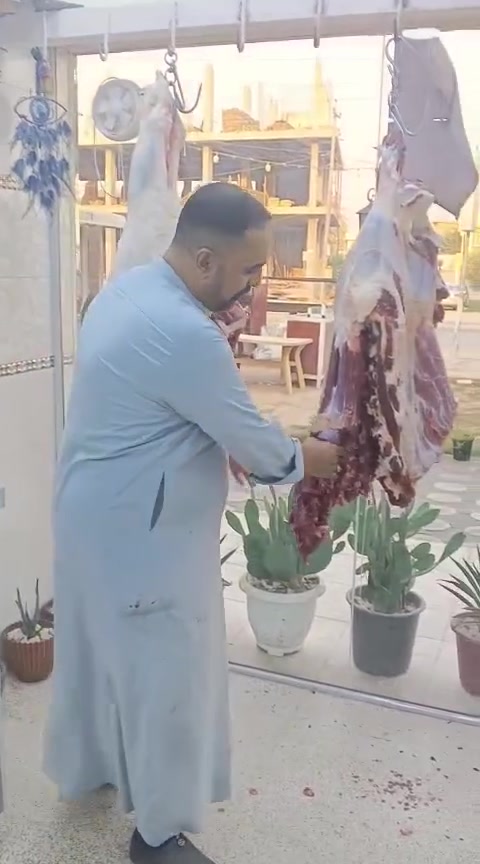لحم عجل عراقي • المسيب حي المعلمين • قصابة الماجد