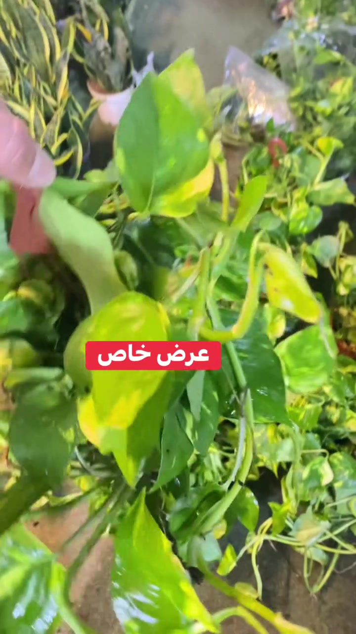 بسم الله الرحمن الرحيم 
وصول لبلاب هولندي ٢ متر 

سعر ١٢ الف 
موجود توصيل
***********
