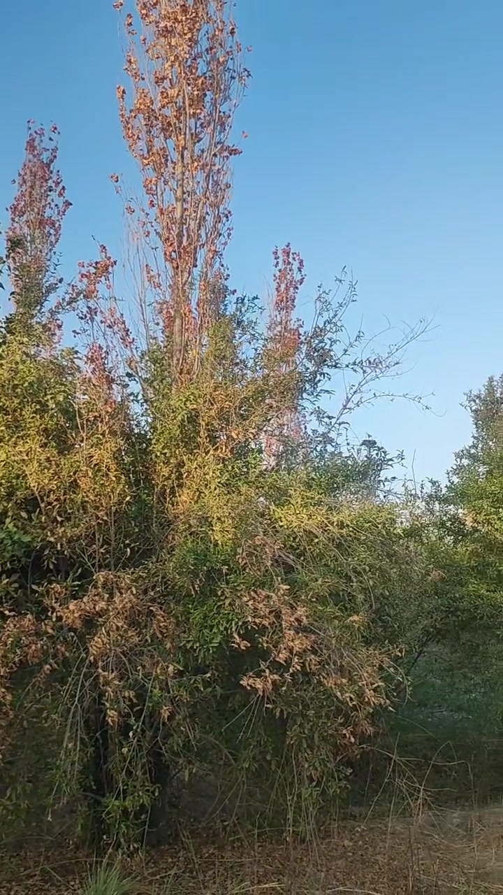 بعقوبة • ١٠ دونم • طابو زراعي سند ٢٥