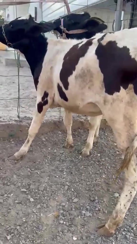 يا الله اللهم صلى على محمد وال محمد 
اباجير عدد13 كلهن جنس هولشتاين نوع 
سعر الزوج ب 2400 قفل والبيع شلع يوجد تجهيز حقول 
مكان بغداد ابي غريب واتس ***********
*********** يوجد توصيل حسب الاتفاق
