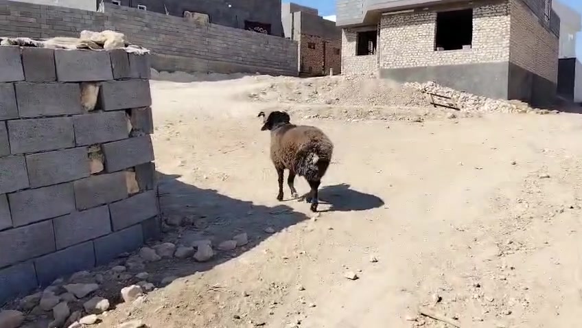 بسم الله تبارك الرحمن ♥
اخوان ماشالله متاح فحل اسود اغر شرط لفحوليه هدد و كضب مبدل 4 سنون فحل خشان وطول فول نصاح شرط سعره 735 مكان الانبار حديثه وتوصيل موجود جميع محافضات العراق حسب لاتفاق الشراي يتصل وبي خير ويدلل *********** وبي واتساب

نص مكتوب في الصور:
- HONOR X9c