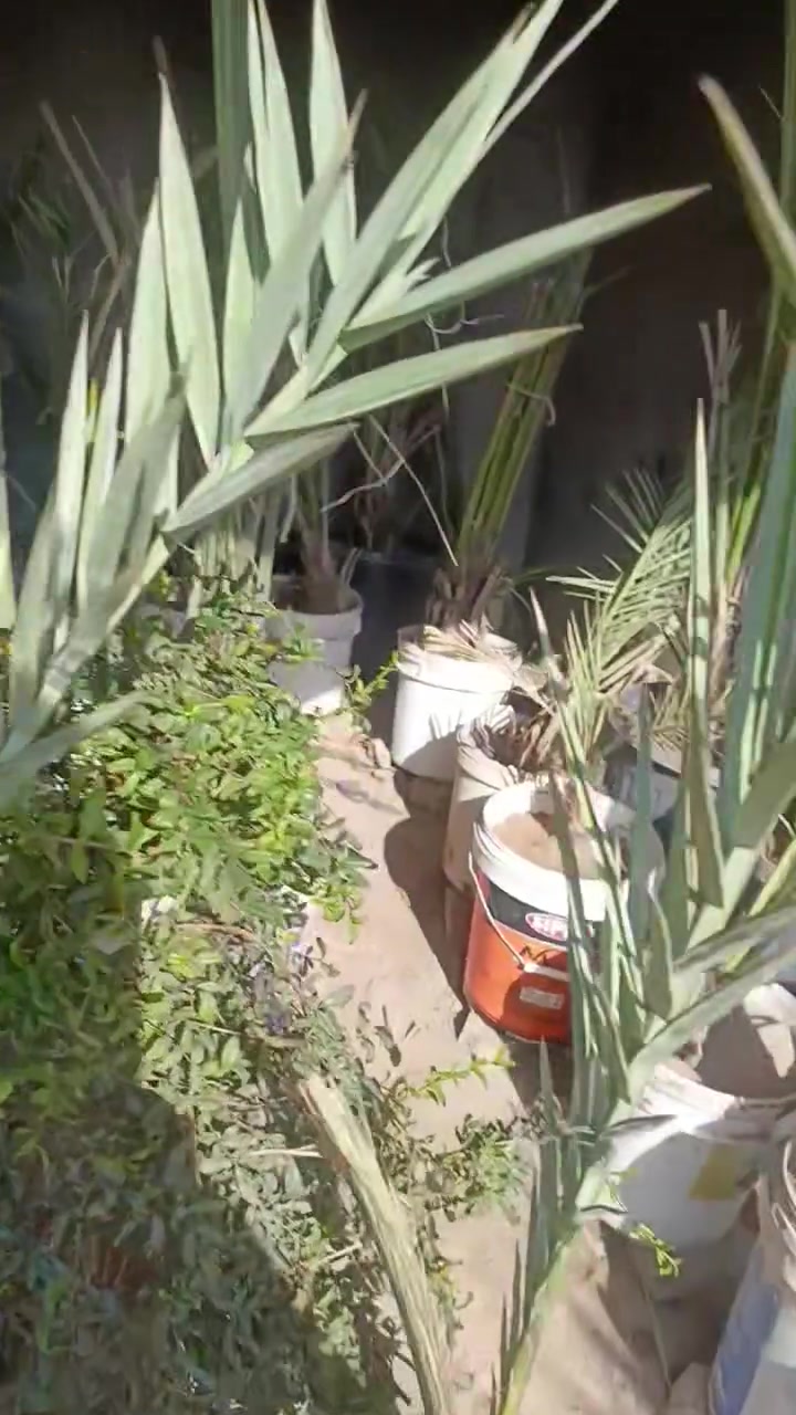 ديكور • حديقة • واتساب