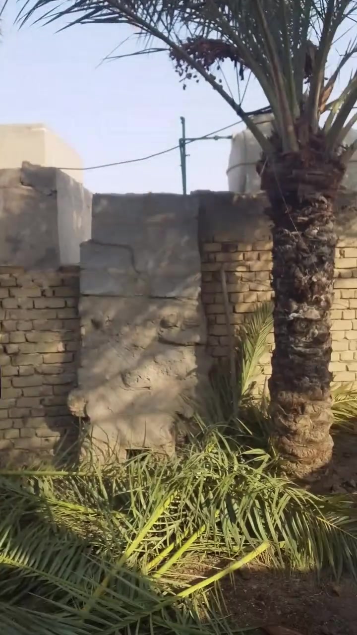 تقطيع أشجار • نخيل تمر • شجر سدر