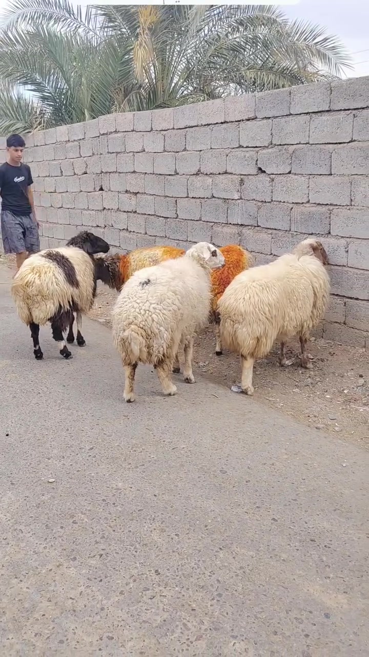 عليكم متاح العدد خمسه ثنايه ومحنيات ناصحات انطيك على كل عيب خشانه فول مال جنيه خاص ماعندي نت المكان الشرقاط الساحل الايسر قريه اكنيطره رقم ***********###***********
