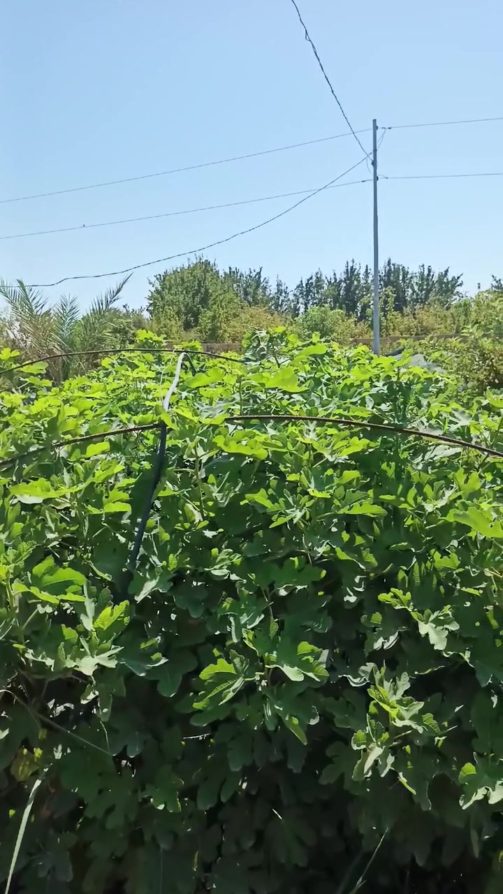 السلام عليكم ورحمة الله
توفرت شتلات تين العبيد  سعر الشتلة 5000  
للتواصل واتساب أو اتصال 
***********
***********
العنوان  القائم/ السنجك
