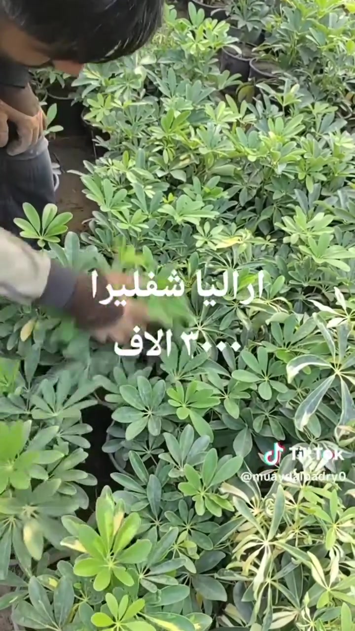 📍 زورونا في مشتل ومنحل كاردينيا
الموقع ديالى بعقوبه التحرير مقابل بيت كمبش والفرع الثاني بكاطون الرحمه للاستفسار الاتصال على الرقم ***********
