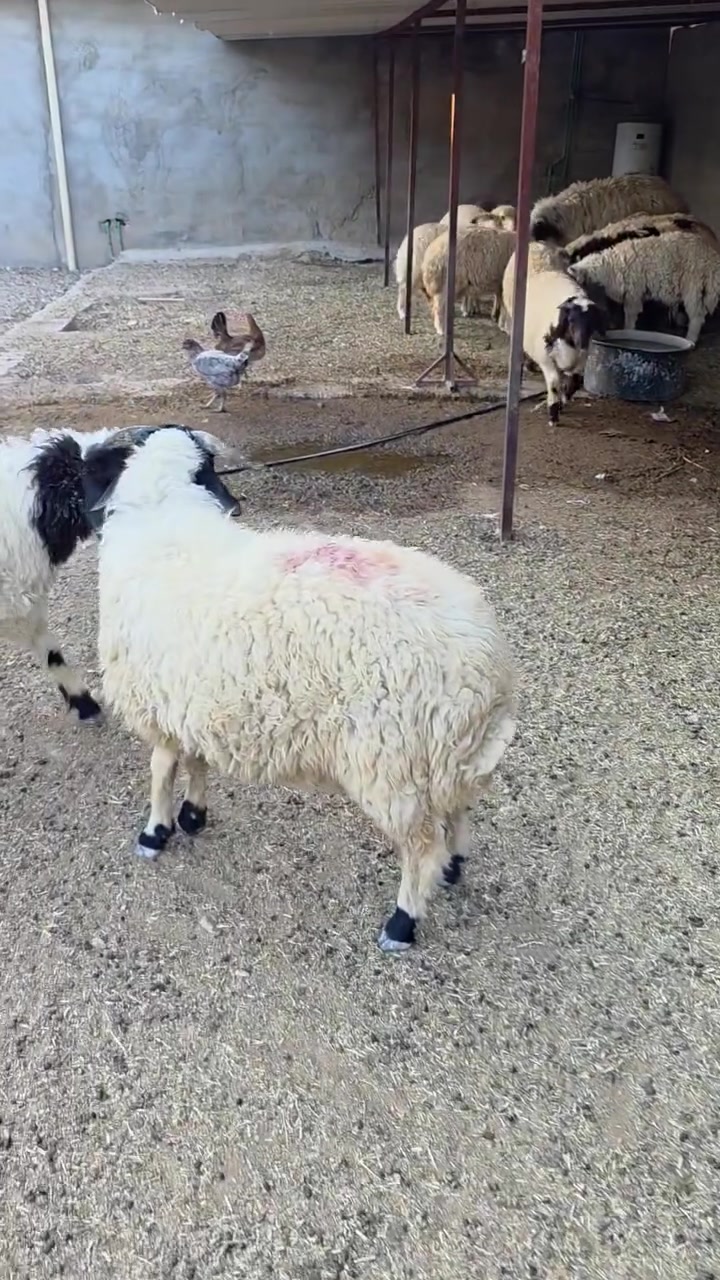 متاح كربلاء منطقه الامام عون ع
الشراي يتصل..
***********
***********
