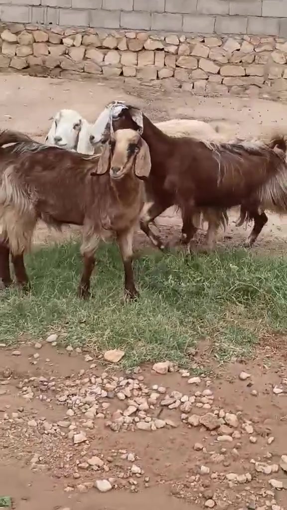 ٣ معزات • عشار شهر • كربله