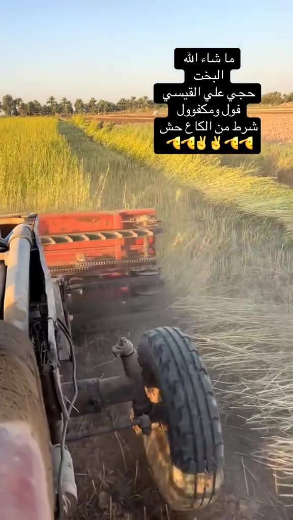 جاهزه للحصاد السمسم 
نحصد جميع المناطق 
***********

