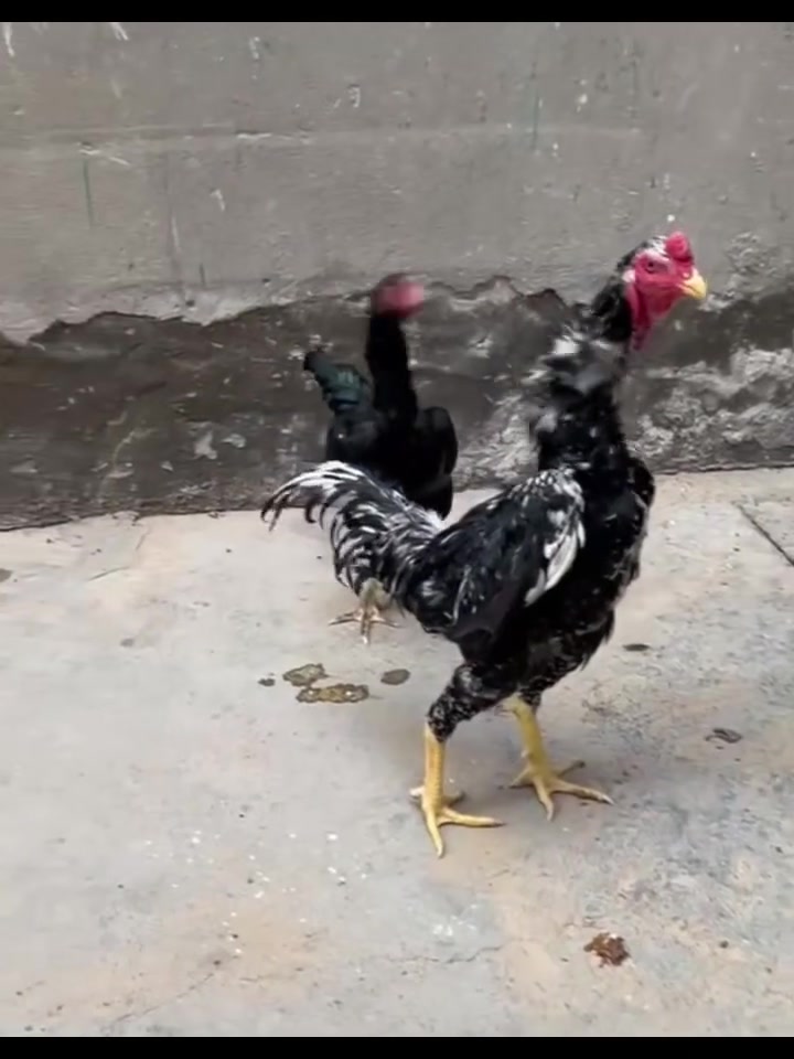 تكريت القادسيه • ٣ قطع • ملابس بنات