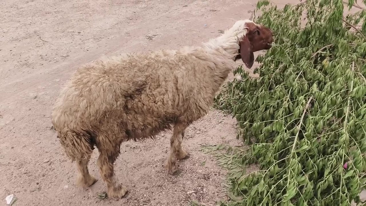 نعجه • سمينه • للنذر