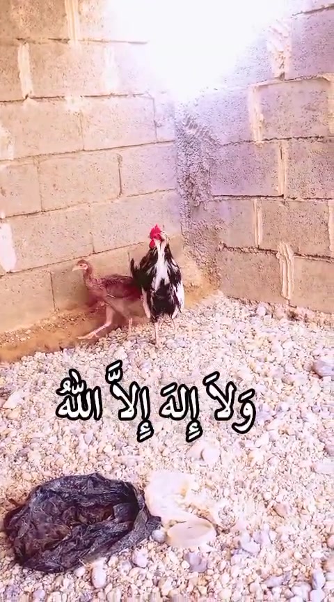 ديك كويتي • جناح مهدل • الأنبار هيت