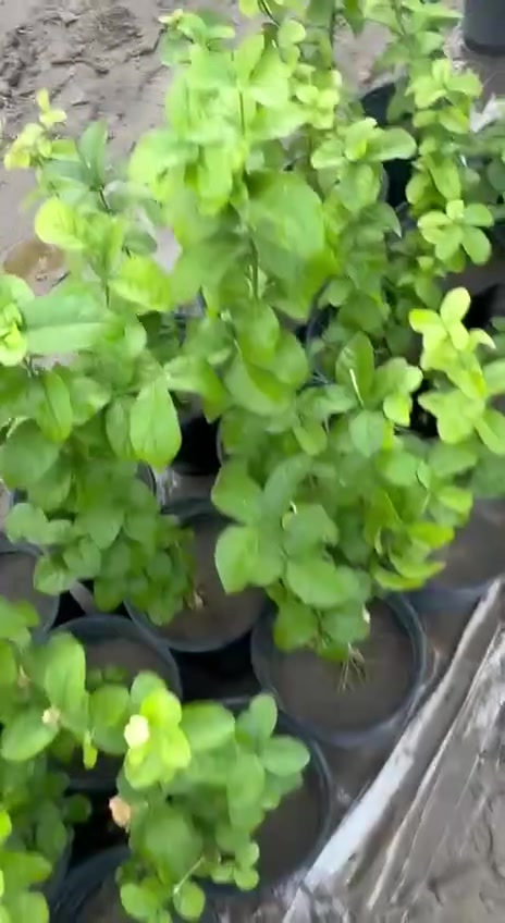 بدا الموسم الزراعي الخريفي❤️ وبدأ مشتل الحرية بتوفر افضل الشتلات وبأنسب الأسعار لدعم حملات التشجير في ناحية الحريه  
♥️ زورونا ♥️ واهلا وسهلا بجميع 
االعنوان ناحية الحريه قرب جسر الغزالي بجوار غسل الصقور بتجاه العباسيه 
***********
حبايب مشاركة للمنشور فدوه
