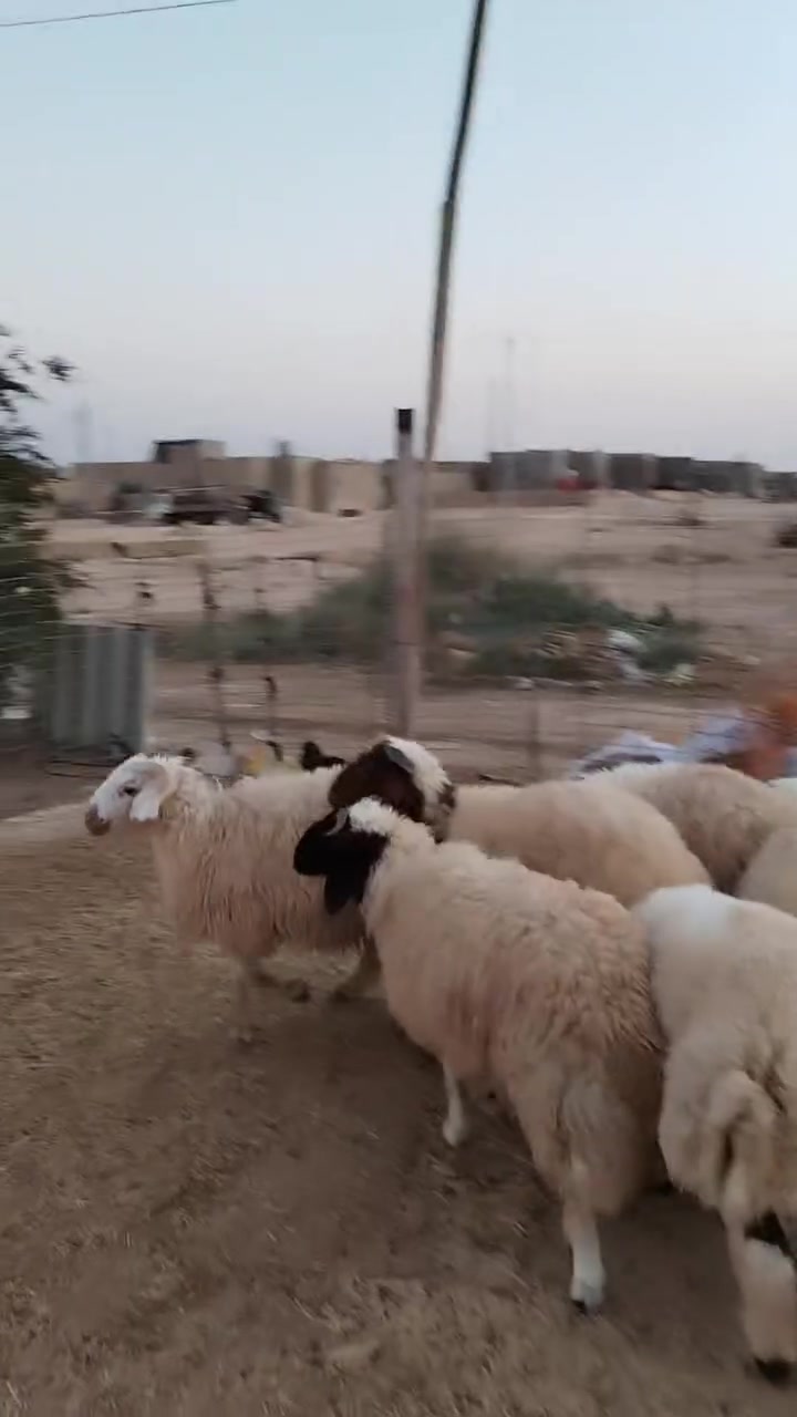 سبع طليان • خشانه فول