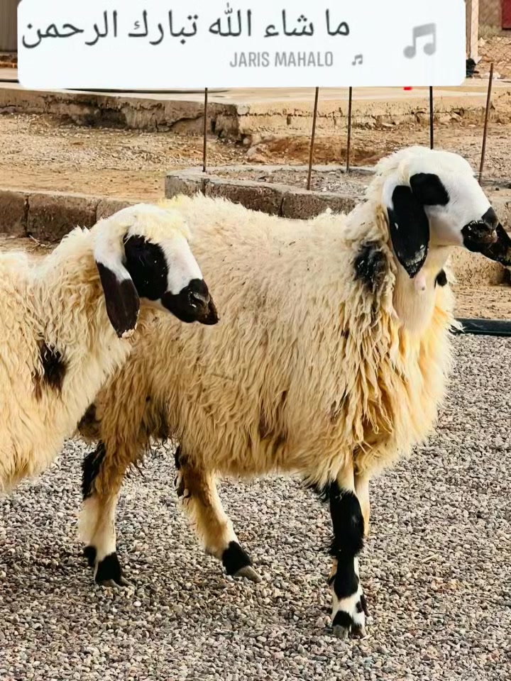 دجات • ١٠ • نوادر