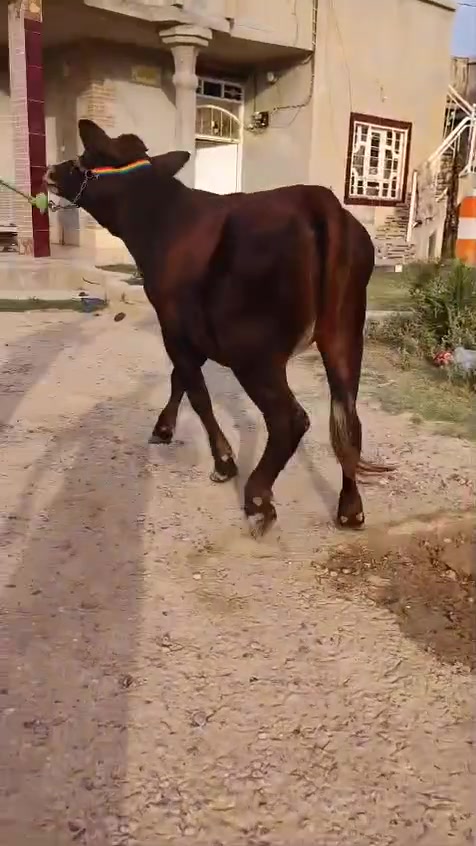 السلام عليكم
اخوان بجر بوكانيه اصليه رقم واحد درجه اولى رقم واحد واحد بوكاني الاصلي عشار كفاله 5 اشهر كفاله هدواه فول فول 
من امهات اصايل ام صره 
حلال يسوه تعبه مال جنيه مال ضم ‏‪***********‬‏
شرقاط قريه شكرا
يوجد خدمه توصيل
