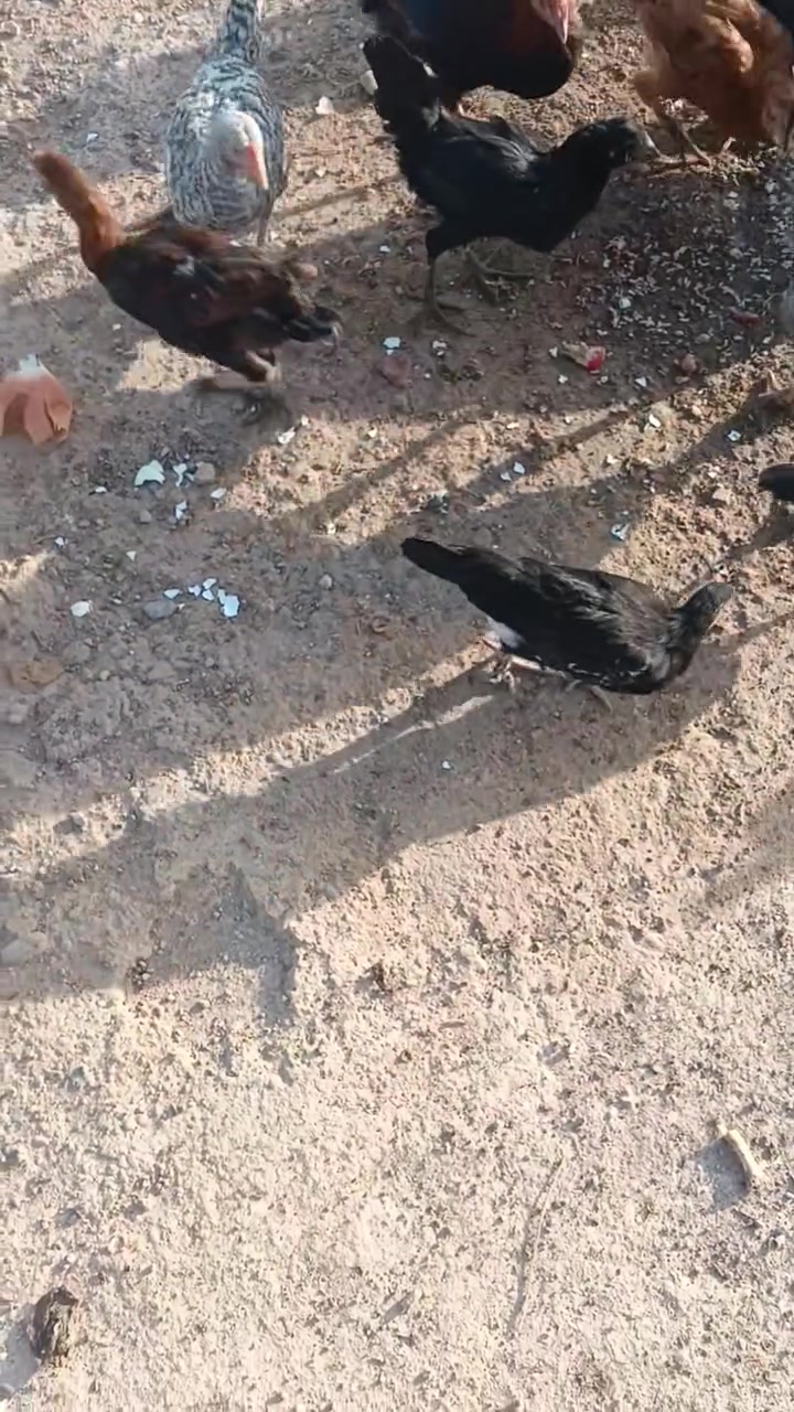 فروج زوج • عدد ١٨