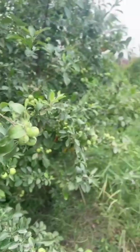 لبيع ٢ دونم طابو ٢٥ قرب علوه الرمل مباشر على شارع تبليط جانب العلوه  خلف البانزين خانه فيه بيت ٢٠٠ متر وبيت صغير مسيجه الارض وبي بستان تفاح ونخل وحمضيات وحدائق وبي اجازت بناء *********** الموق ترفيه وايضا تجاري
